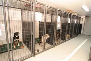 Super Clean and Large Kennels